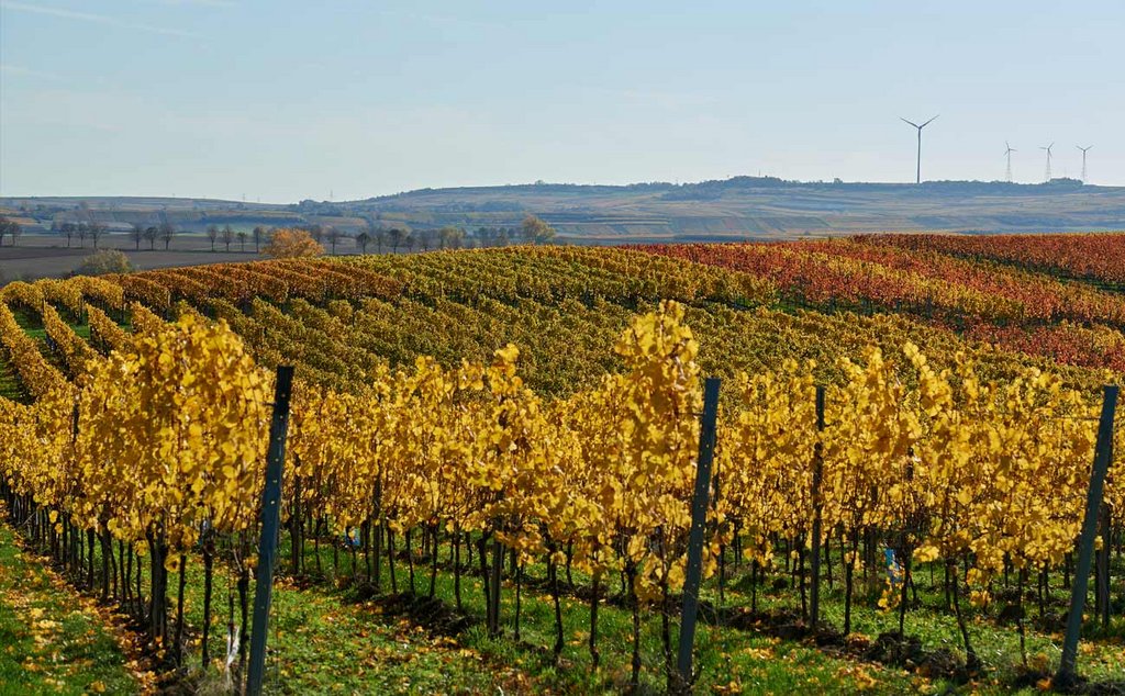 Weinberg der Weinlage Gau-Odernheimer Oelberg Weinberg der Weinlage Gau-Odernheimer Oelberg (Nathalie Zimmermann Fotografie)