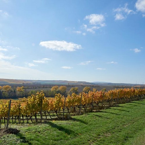 Weingut Becker Landgraf – unser Weinberg in der Lage Rosenberg Weingut Becker Landgraf – unser Weinberg in der Lage Rosenberg (Nathalie Zimmermann Fotografie)