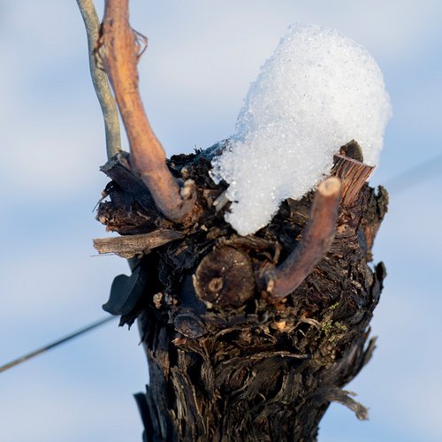 Weingut Becker Landgraf – Schnee im Weinberg Weingut Becker Landgraf – Schnee im Weinberg (Nathalie Zimmermann Fotografie)
