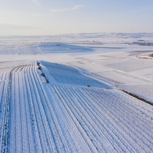 Weingut Becker Landgraf – Schnee im Weinberg, Luftaufnahme Weingut Becker Landgraf – Schnee im Weinberg, Luftaufnahme (Nathalie Zimmermann Fotografie)