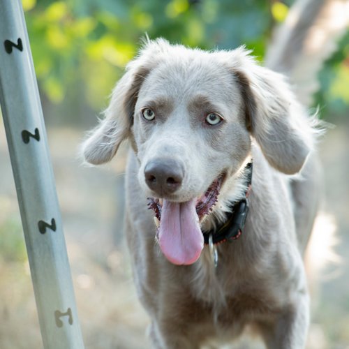 Auch der Weingutshund ist im Weinberg dabei Auch der Weingutshund ist im Weinberg dabei (Nathalie Zimmermann Fotografie)
