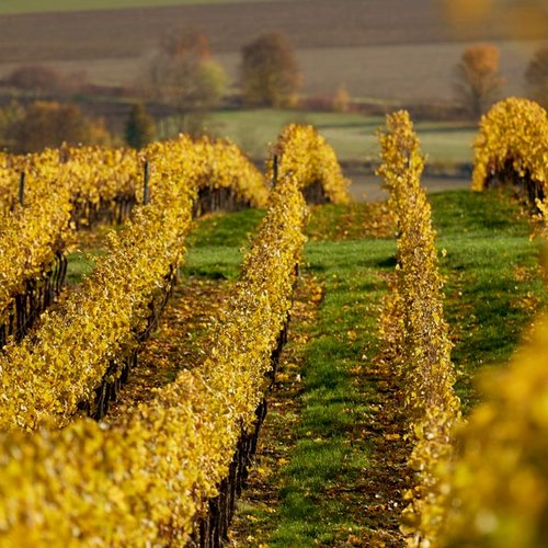 Weingut Becker Landgraf – Unser Weinberg in der Lage Oelberg Weingut Becker Landgraf – Unser Weinberg in der Lage Oelberg (Nathalie Zimmermann Fotografie)