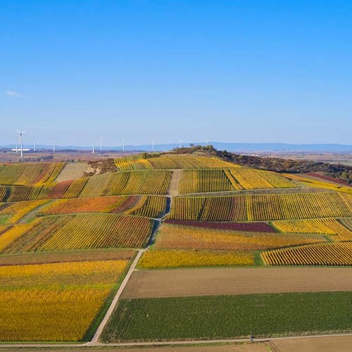 Weingut Becker Landgraf – Der Petersberg in seiner herbstlichen Pracht Weingut Becker Landgraf – Der Petersberg in seiner herbstlichen Pracht (Nathalie Zimmermann Fotografie)