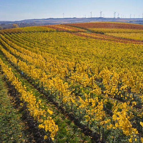 Weingut Becker Landgraf – Unser Weinberg in der Lage Oelberg Weingut Becker Landgraf – Unser Weinberg in der Lage Oelberg (Nathalie Zimmermann Fotografie)