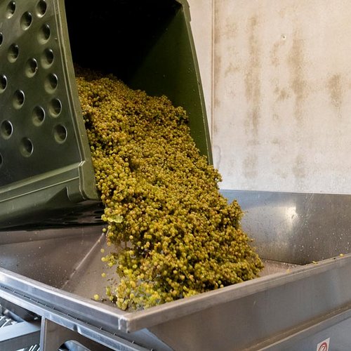 Die geernteten Trauben auf dem Weg in die Weinkelter Die geernteten Trauben auf dem Weg in die Weinkelter (Nathalie Zimmermann Fotografie)