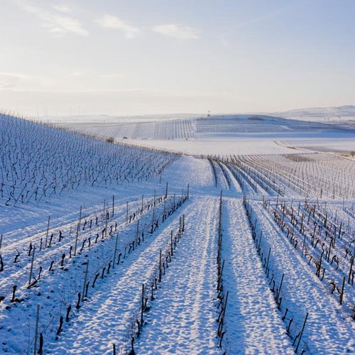 Weingut Becker Landgraf – Schnee im Weinberg, Luftaufnahme Weingut Becker Landgraf – Schnee im Weinberg, Luftaufnahme (Nathalie Zimmermann Fotografie)