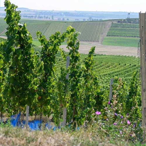Ölberg – eine der Toplagen im Weingut BeckerLandgraf Ölberg – eine der Toplagen im Weingut BeckerLandgraf (Nathalie Zimmermann Fotografie)