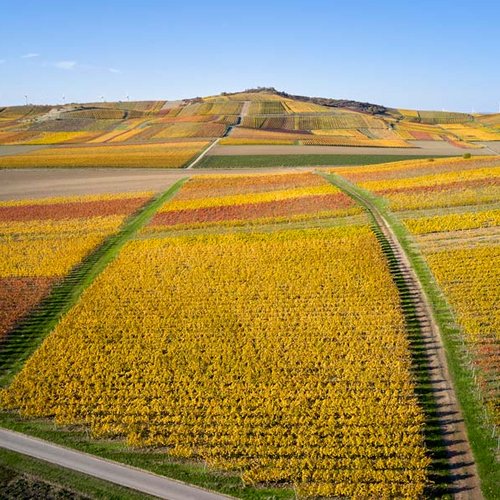 Weingut Becker Landgraf – Der Petersberg in seiner herbstlichen Pracht Weingut Becker Landgraf – Der Petersberg in seiner herbstlichen Pracht (Nathalie Zimmermann Fotografie)