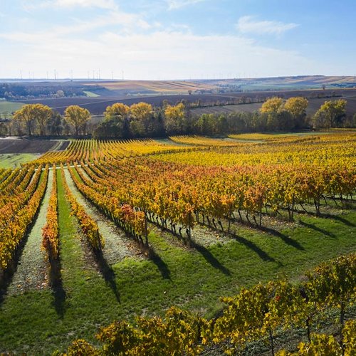 Weingut Becker Landgraf – unser Weinberg in der Lage Rosenberg Weingut Becker Landgraf – unser Weinberg in der Lage Rosenberg (Nathalie Zimmermann Fotografie)