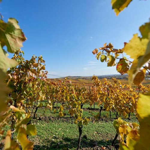 Weingut Becker Landgraf – unser Weinberg in der Lage Rosenberg Weingut Becker Landgraf – unser Weinberg in der Lage Rosenberg (Nathalie Zimmermann Fotografie)