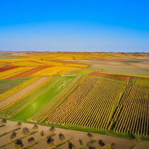 Weingut Becker Landgraf – Die Lage Oelberg aus der Vogelperspektive Weingut Becker Landgraf – Die Lage Oelberg aus der Vogelperspektive (Nathalie Zimmermann Fotografie)