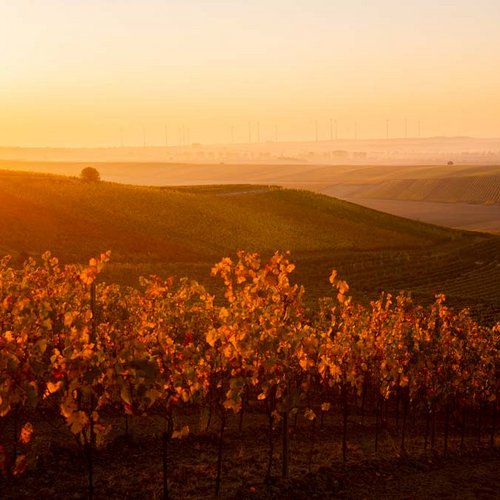 Weinberge im Abendrot Weinberge im Abendrot (Nathalie Zimmermann Fotografie)