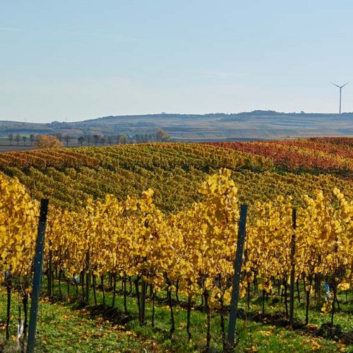 Weingut Becker Landgraf – Unser Weinberg in der Lage Oelberg Weingut Becker Landgraf – Unser Weinberg in der Lage Oelberg (Nathalie Zimmermann Fotografie)