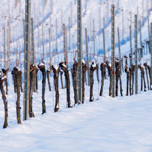 Weingut Becker Landgraf – Schnee im Weinberg Weingut Becker Landgraf – Schnee im Weinberg (Nathalie Zimmermann Fotografie)